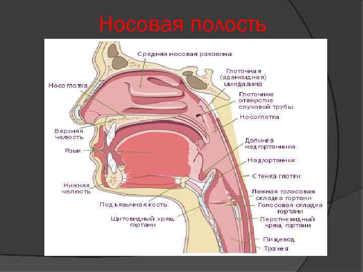 Носовая полость 