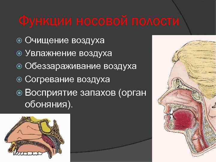 Функции носовой полости Очищение воздуха Увлажнение воздуха Обеззараживание воздуха Согревание воздуха Восприятие обоняния). запахов