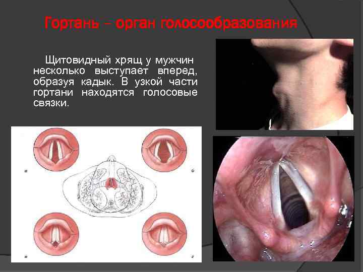 Гортань – орган голосообразования Щитовидный хрящ у мужчин несколько выступает вперед, образуя кадык. В