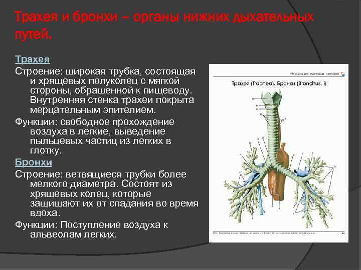 Трахея и бронхи – органы нижних дыхательных путей. Трахея Строение: широкая трубка, состоящая и