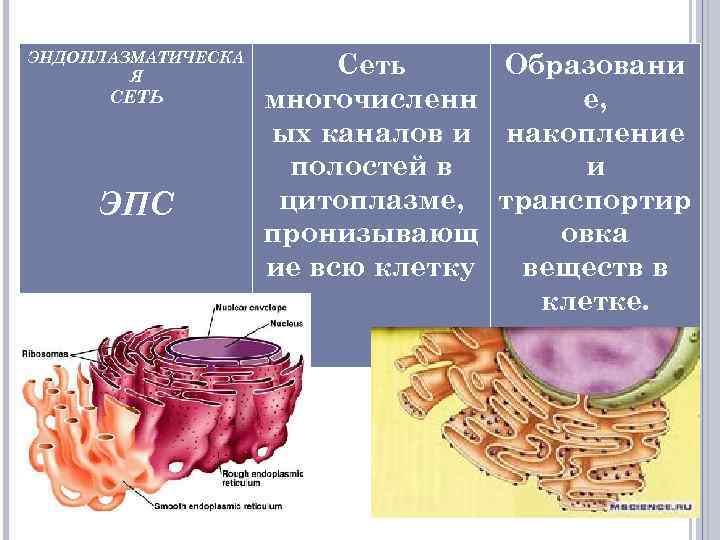 ЭНДОПЛАЗМАТИЧЕСКА Я СЕТЬ ЭПС Сеть Образовани многочисленн е, ых каналов и накопление полостей в