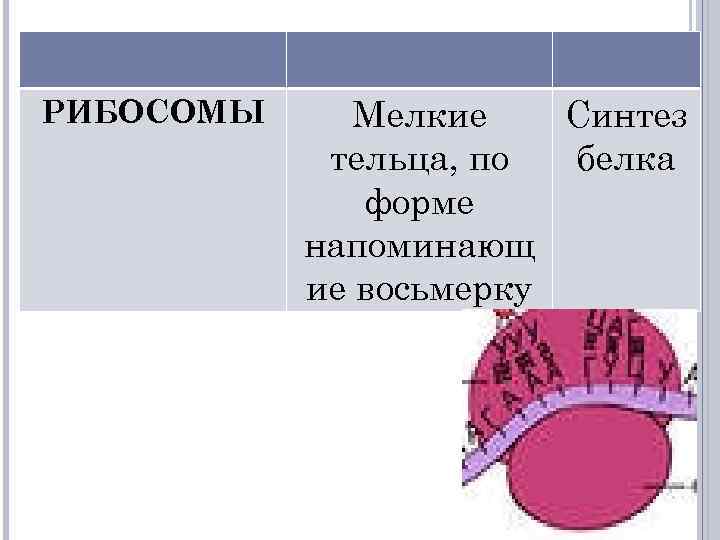 РИБОСОМЫ Мелкие Синтез тельца, по белка форме напоминающ ие восьмерку 