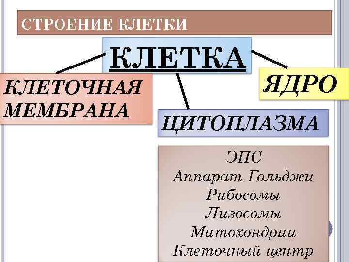 СТРОЕНИЕ КЛЕТКИ КЛЕТКА КЛЕТОЧНАЯ МЕМБРАНА ЯДРО ЦИТОПЛАЗМА ЭПС Аппарат Гольджи Рибосомы Лизосомы Митохондрии Клеточный