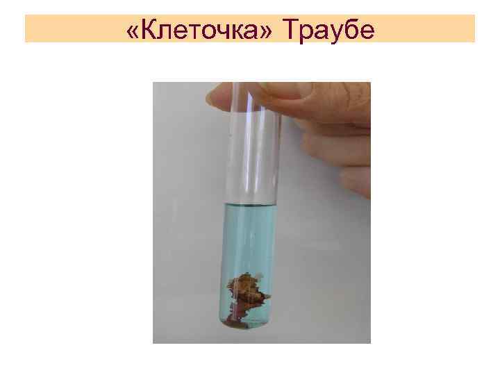  «Клеточка» Траубе 