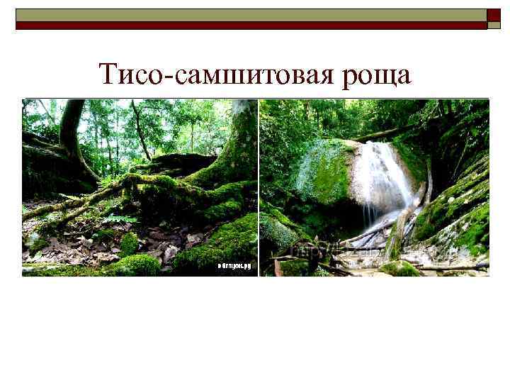 Тисо-самшитовая роща 