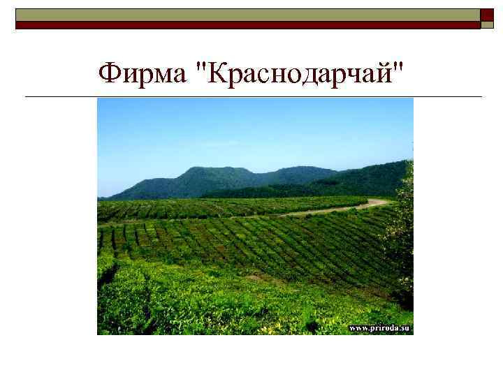 Фирма "Краснодарчай" 