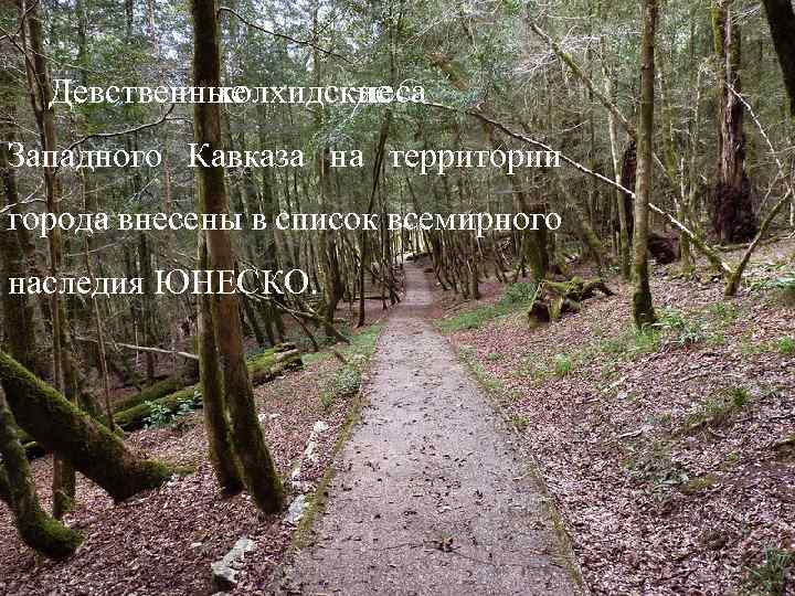  евственные Д колхидские леса Западного Кавказа на территории города внесены в список всемирного