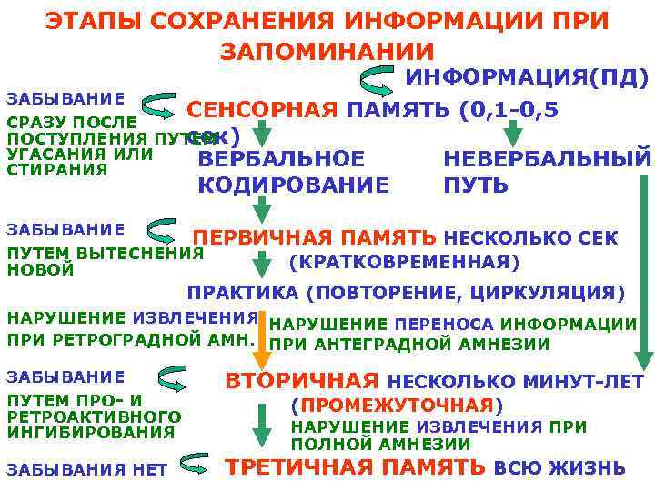 ЭТАПЫ СОХРАНЕНИЯ ИНФОРМАЦИИ ПРИ ЗАПОМИНАНИИ ИНФОРМАЦИЯ(ПД) ЗАБЫВАНИЕ СЕНСОРНАЯ ПАМЯТЬ (0, 1 -0, 5 СРАЗУ