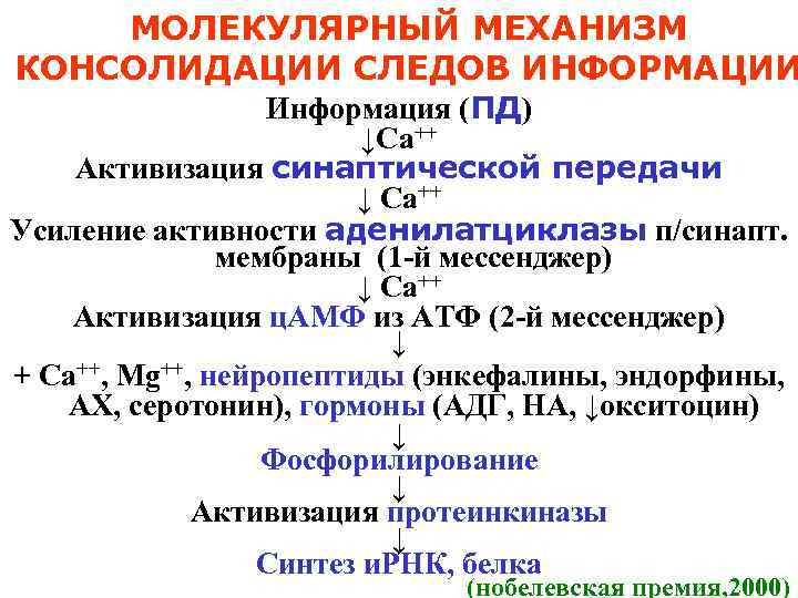 МОЛЕКУЛЯРНЫЙ МЕХАНИЗМ КОНСОЛИДАЦИИ СЛЕДОВ ИНФОРМАЦИИ Информация (ПД) ↓Са++ Активизация синаптической передачи ↓ Са++ Усиление