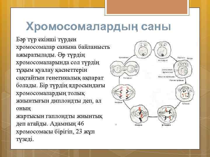 Хромосомалардың саны Бәр түр екінші түрден хромосомалар санына байланысты ажыратылады. Әр түрдің хромосомаларында сол