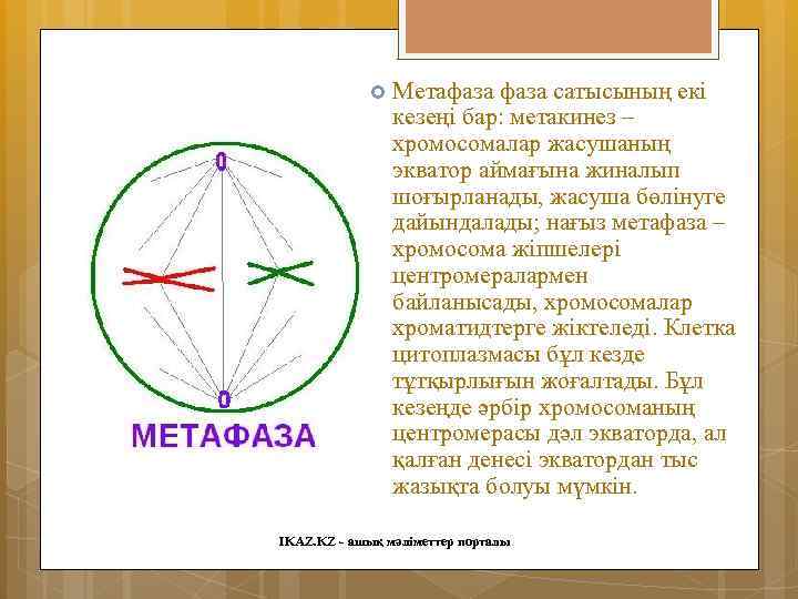  Метафаза сатысының екі кезеңі бар: метакинез – хромосомалар жасушаның экватор аймағына жиналып шоғырланады,