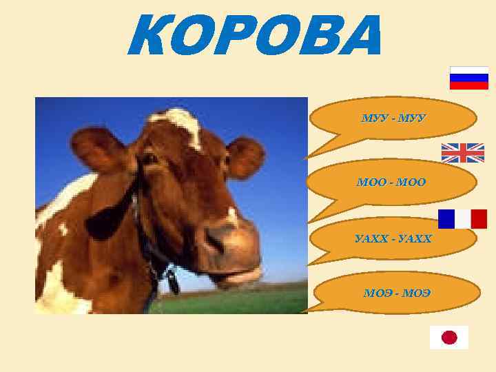 КОРОВА МУУ - МУУ МОО - МОО УАХХ - УАХХ МОЭ - МОЭ 