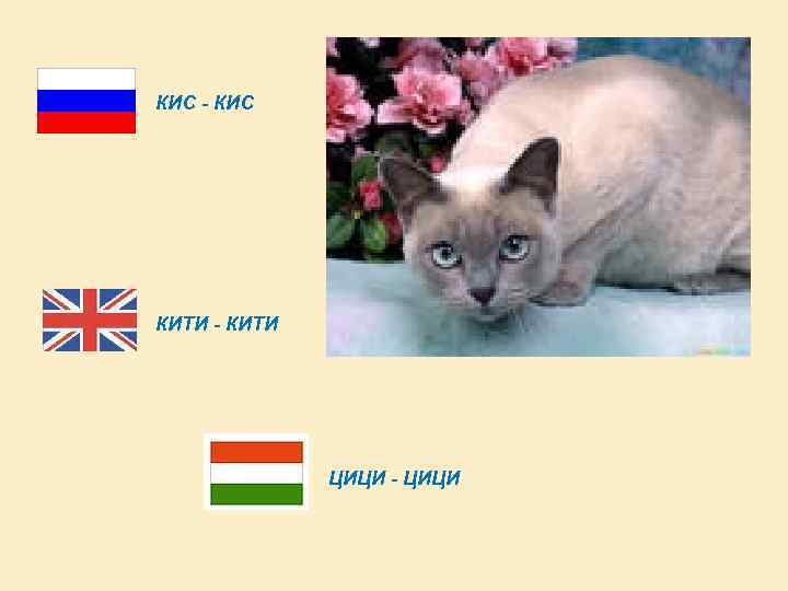 КИС - КИС КИТИ - КИТИ ЦИЦИ - ЦИЦИ 