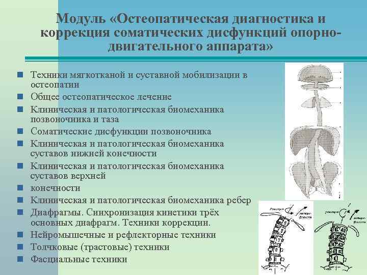 Модуль «Остеопатическая диагностика и коррекция соматических дисфункций опорнодвигательного аппарата» Техники мягкотканой и суставной мобилизации