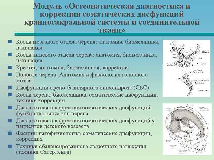 Модуль «Остеопатическая диагностика и коррекция соматических дисфункций краниосакральной системы и соединительной ткани» Кости мозгового