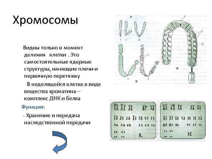 Хромосомы Видны только в момент деления клетки. Это самостоятельные ядерные структуры, имеющие плечи и