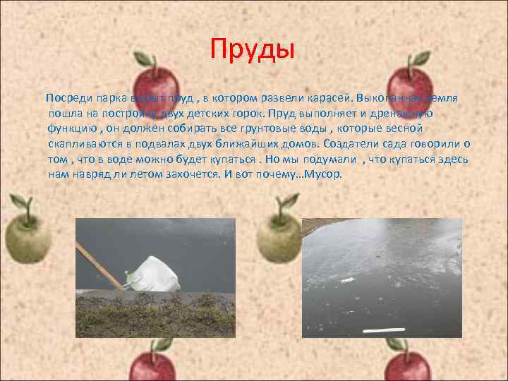 Пруды Посреди парка вырыт пруд , в котором развели карасей. Выкопанная земля пошла на