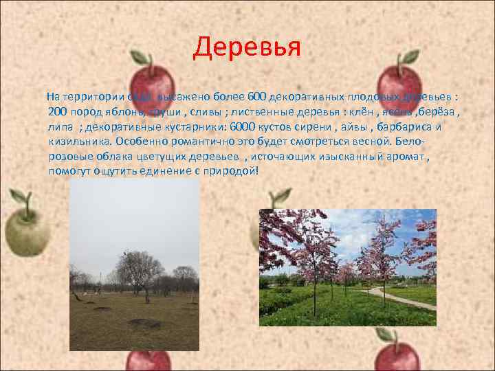 Деревья На территории сада высажено более 600 декоративных плодовых деревьев : 200 пород яблонь,