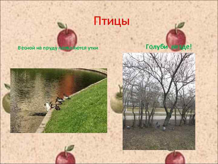 Птицы Весной на пруду появляются утки Голуби везде! 