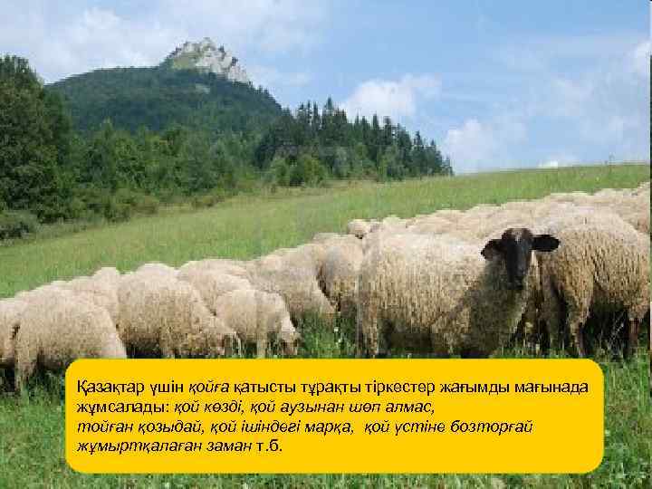 Қазақтар үшін қойға қатысты тұрақты тіркестер жағымды мағынада жұмсалады: қой көзді, қой аузынан шөп