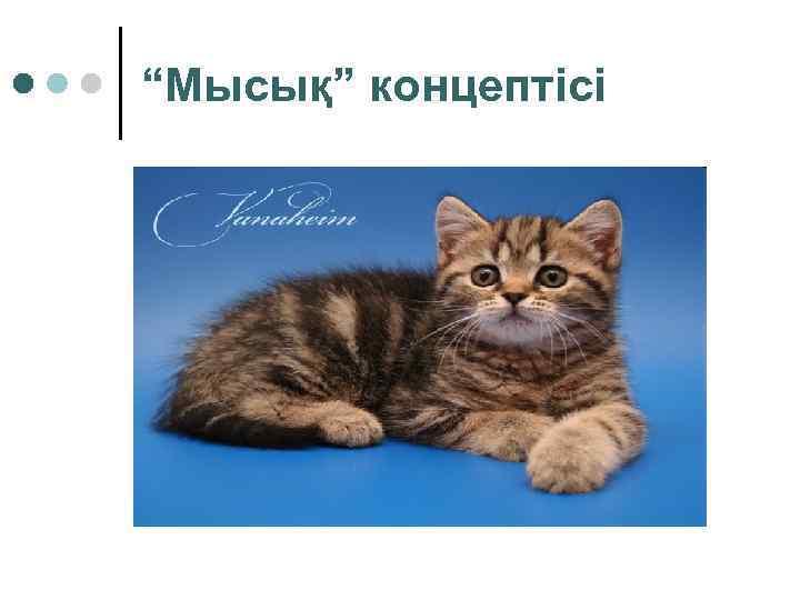“Мысық” концептісі 
