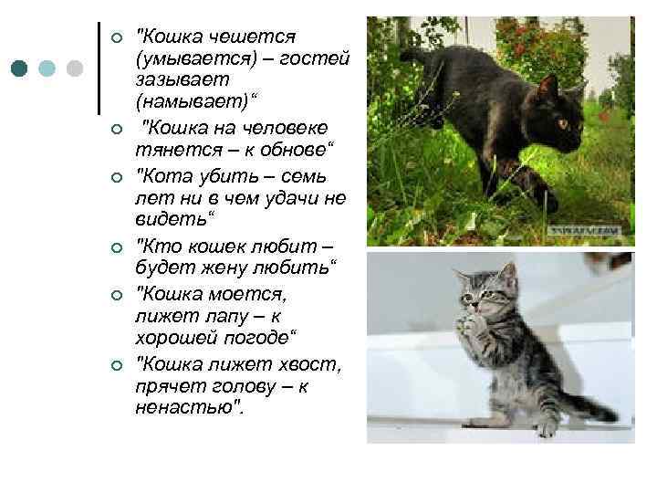 ¢ ¢ ¢ "Кошка чешется (умывается) – гостей зазывает (намывает)“ "Кошка на человеке тянется