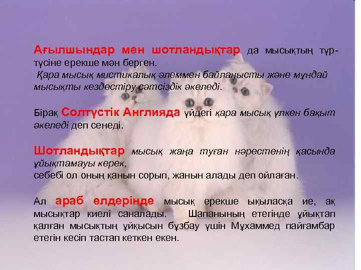 Ағылшындар мен шотландықтар да мысықтың түртүсіне ерекше мән берген. Қара мысық мистикалық әлеммен байланысты