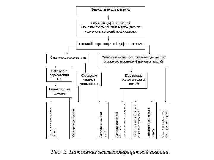 Рис. 2. Патогенез железодефицитной анемии. 