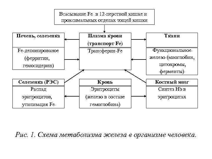Всасывание Fe в 12 -перстной кишке и проксимальных отделах тощей кишки Печень, селезенка Fe-депонированое