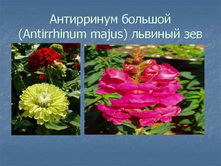 Антирринум большой (Antirrhinum majus) львиный зев 