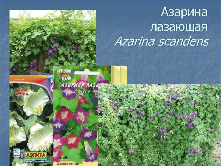 Азарина лазающая Azarina scandens 
