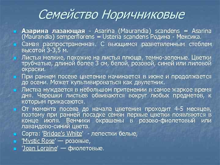 Семейство Норичниковые n n n n n Азарина лазающая Asarina (Maurandia) scandens = Asarina