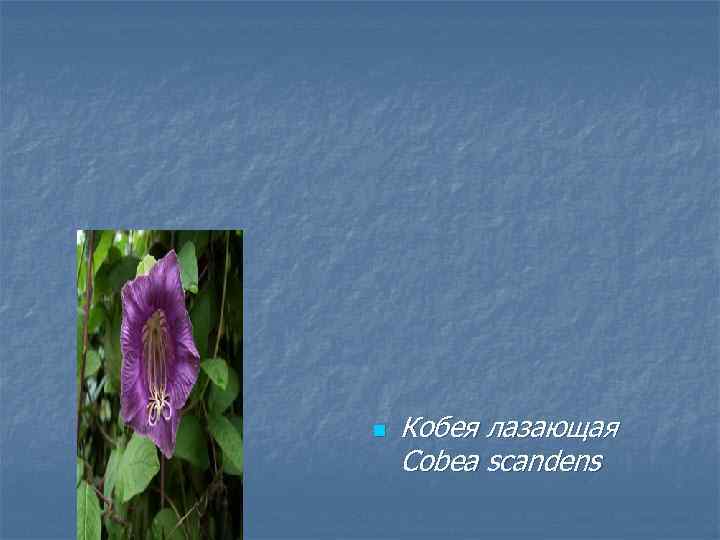 n Кобея лазающая Cobea scandens 