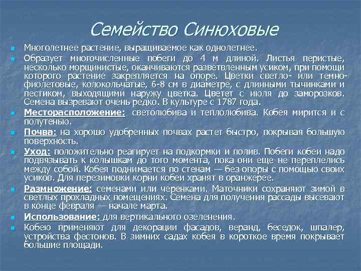 Семейство Синюховые n n n n Многолетнее растение, выращиваемое как однолетнее. Образует многочисленные побеги