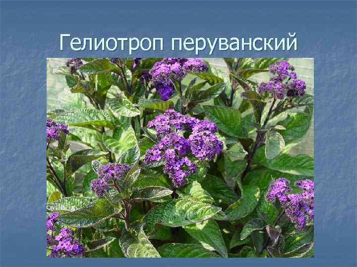 Гелиотроп перуванский 