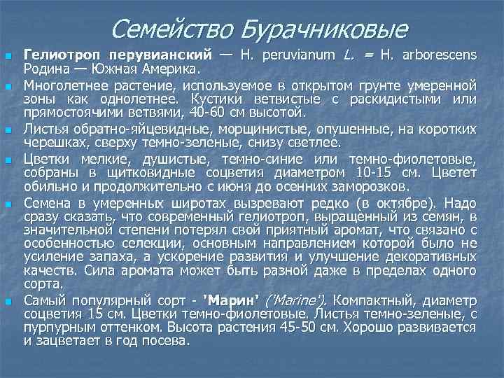 Семейство Бурачниковые n n n Гелиотроп перувианский — Н. peruvianum L. = H. arborescens