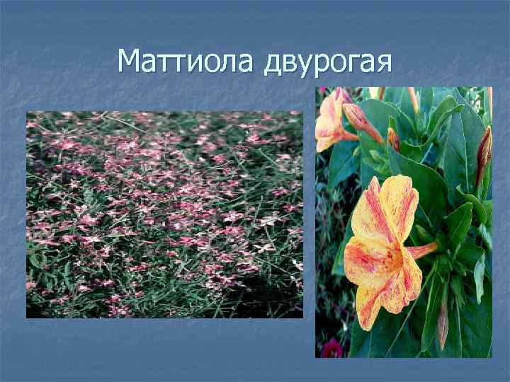 Маттиола двурогая 