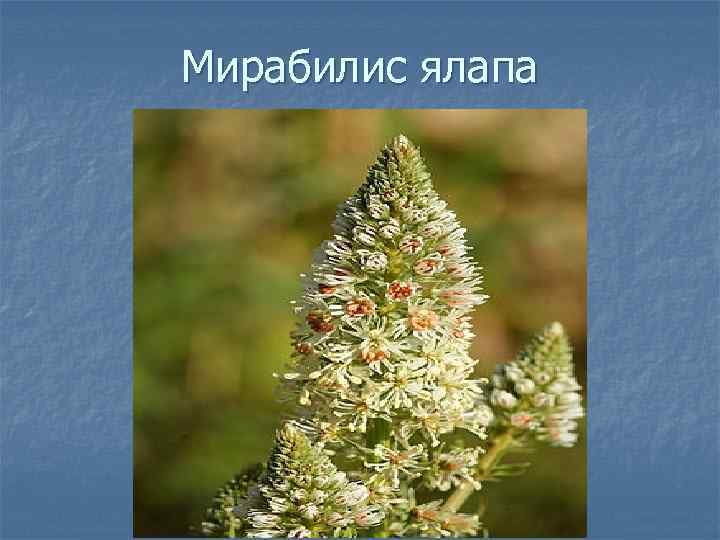 Мирабилис ялапа 