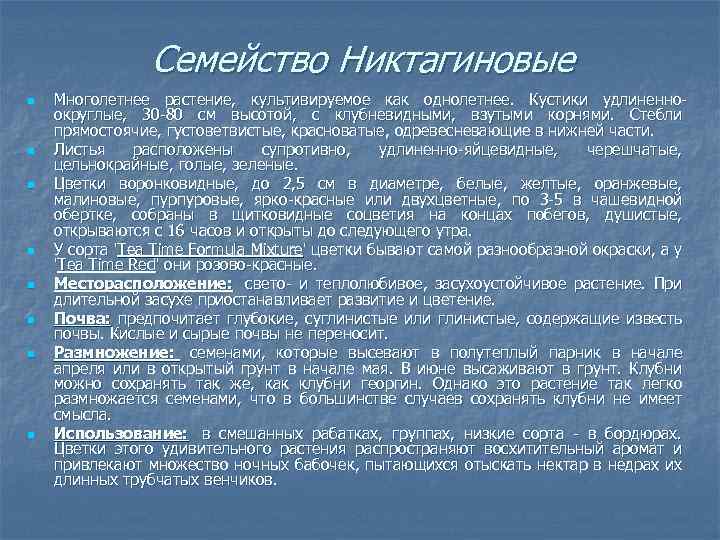 Семейство Никтагиновые n n n n Многолетнее растение, культивируемое как однолетнее. Кустики удлиненно округлые,