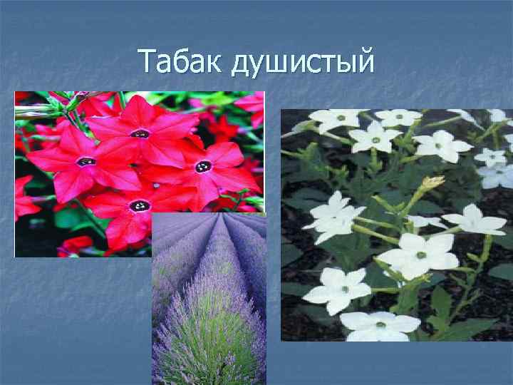 Табак душистый 