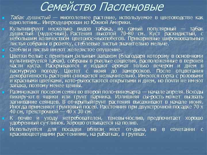 Семейство Пасленовые n n n n Табак душистый — многолетнее растение, используемое в цветоводстве