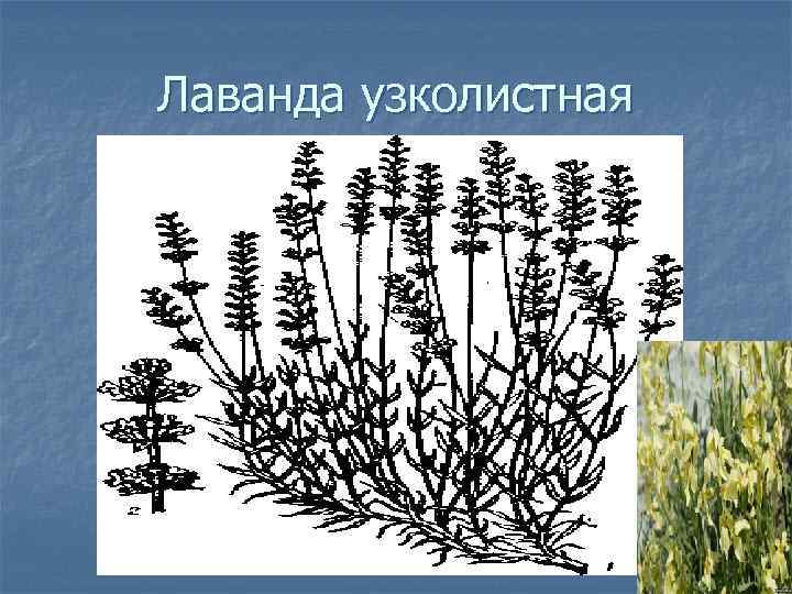 Лаванда узколистная 