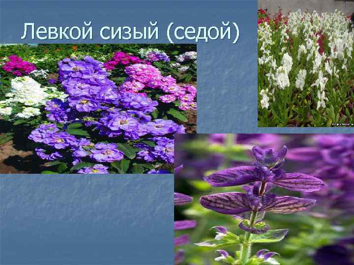 Левкой сизый (седой) 