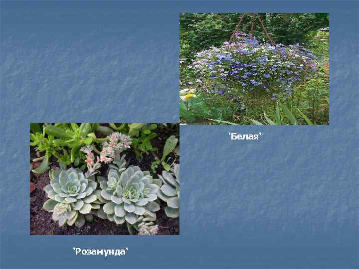 'Белая' 'Розамунда' 