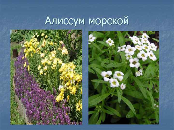 Алиссум морской 
