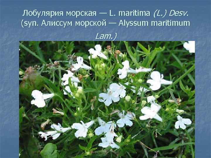Лобулярия морская — L. maritima (L. ) Desv. (syn. Алиссум морской — Alyssum maritimum