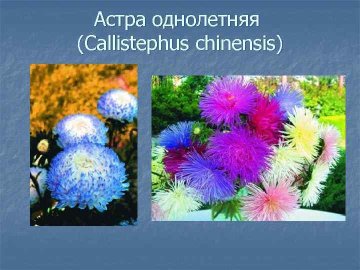 Астра однолетняя (Callistephus chinensis) 