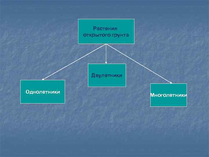 Растения открытого грунта Двулетники Однолетники Многолетники 