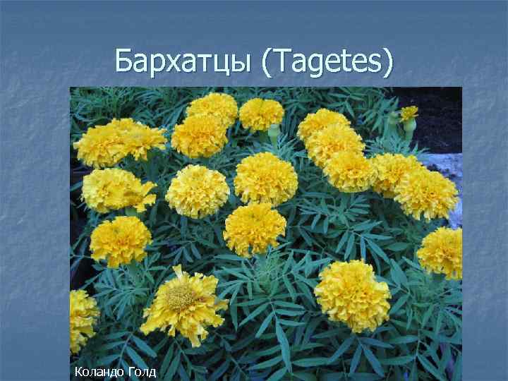 Бархатцы (Tagetеs) Коландо Голд 