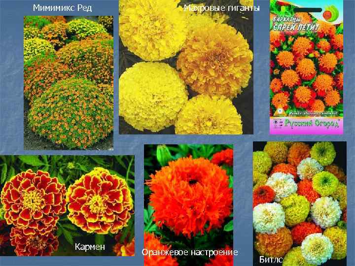 Мимимикс Ред Кармен Махровые гиганты Оранжевое настроение Битлс 
